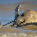 Seal 151109_8